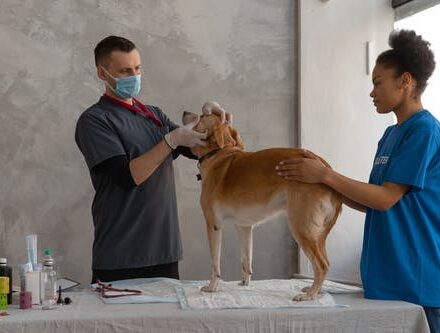 Why Diagnostic Lab Testing is Vital for Your Pet’s Long-Term Health: A Must-Read Guide