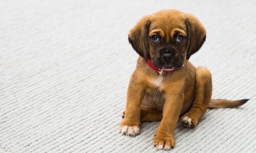How Do Vets Conduct Pet Diagnostic Tests?